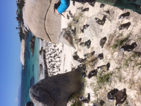 Johannesburg - Boulders beach