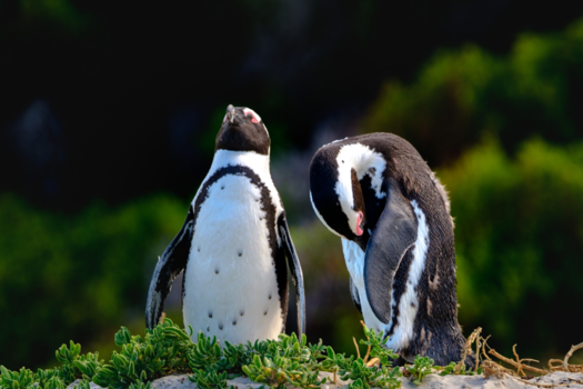 Boulders Beach - JUST the two of use