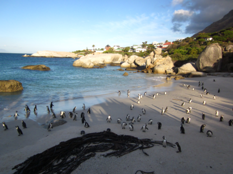 Kaapstad - Pinguïns in Kaapstad