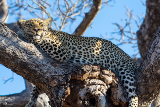 Sabi Sand Game Reserve - Do not disturb, please
