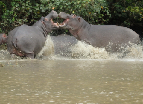 Rondreis van Johannesburg naar Kaapstad - Stoeien van 2 nijlpaarden.