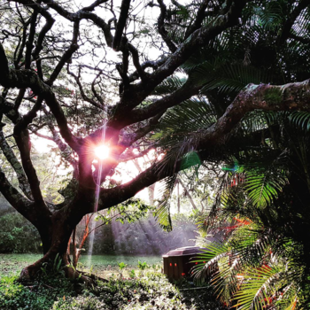 Rondreis van Johannesburg naar Kaapstad - Ochtend in Swaziland