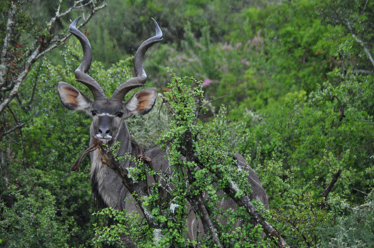 Rondreis van Johannesburg naar Kaapstad - Even poseren