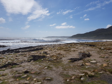 Kaap de Goede Hoop - Kaap de Goede Hoop
