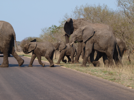 Rondreis van Johannesburg naar Kaapstad - pas op ! overstekende oliefanten