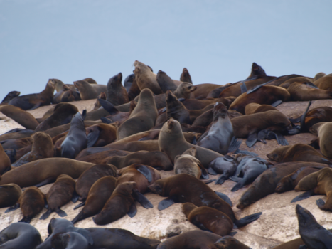 Rondreis van Johannesburg naar Kaapstad