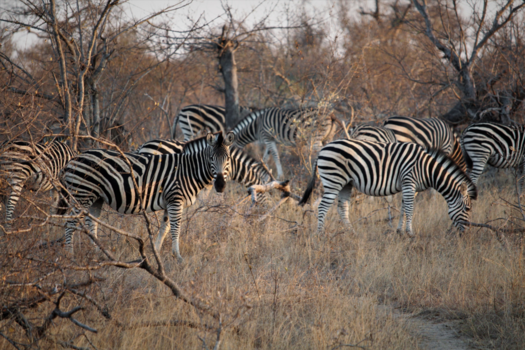 Rondreis van Johannesburg naar Kaapstad - Kun je ons tellen?