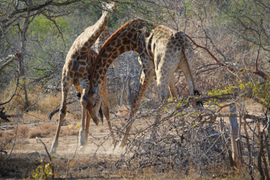 Rondreis Zuid-Afrika in drie weken - It ain’t about how hard you hit, it’s about how hard you can get hit…