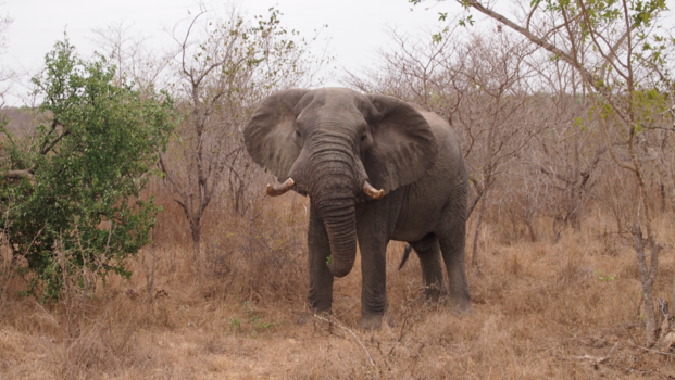 Rondreis Zuid-Afrika in drie weken - een van de big five