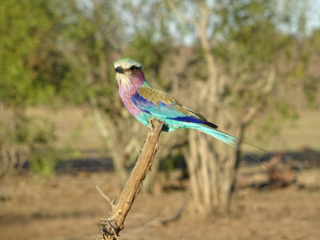 Rondreis Zuid-Afrika in drie weken - Colour in the savannah