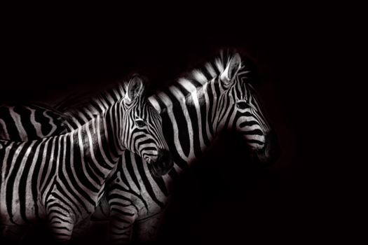 Limpopo - Natural Colors