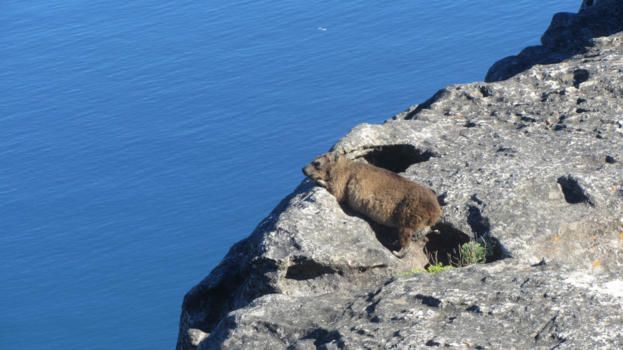 Tafelberg - Klipdassie in rust op de Tafelheer, Kaapstad