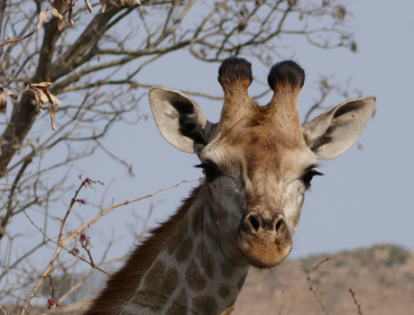 Krugerpark - Mooie ogen