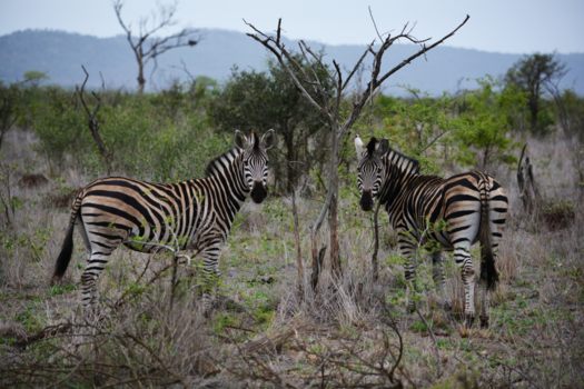 Krugerpark - Ik zie dubbel