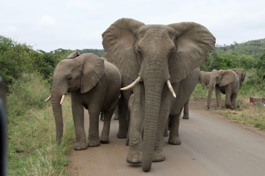 Rondreis van Johannesburg naar Kaapstad - olifanten versperren de weg