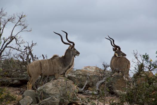 Rondreis van Johannesburg naar Kaapstad - koedoes op de uitkijk