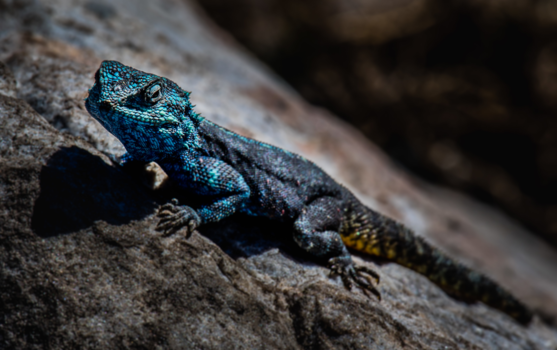 Hermanus - Blue beauty