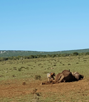 Rondreis van Johannesburg naar Kaapstad - Jakhals geniet van de restjes buffel