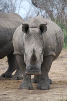 Rondreis Zuid-Afrika in drie weken - Dichtbij de neushoorns in Hluhluwe-Umfolozi Nationaal Park, Zuid Afrika