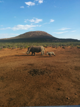 Kaapstad - Safaritocht Aquila Game Reserve Kaapstad