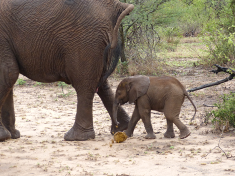 Rondreis Zuid-Afrika in drie weken - Kleintje krijgt 'deksel' op de neus ;)