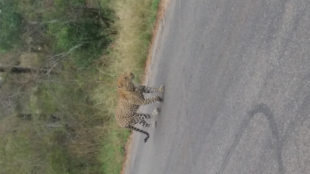 Rondreis van Johannesburg naar Kaapstad - Goede morgen! He Nederlanders in krugerpark?