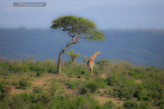 Rondreis van Johannesburg naar Kaapstad - Safari