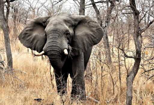 Krugerpark - Elephant bull, not amused.
