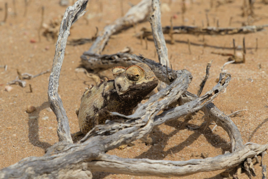 Rondreis van Johannesburg naar Kaapstad - kameleon