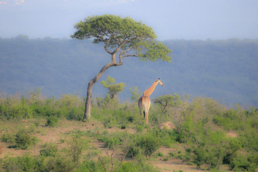 Rondreis van Johannesburg naar Kaapstad - Safari