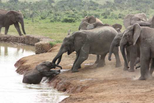 Rondreis van Johannesburg naar Kaapstad - Fantastische redding van babyolifantje in Addo Elephant National Park.
