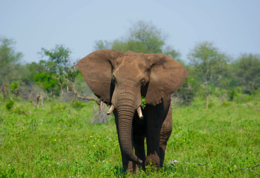 Rondreis van Johannesburg naar Kaapstad - Krugerpark, rondreis Zuid-Afrika 2016