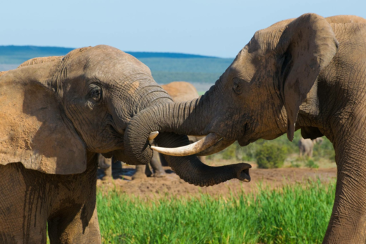 Rondreis van Johannesburg naar Kaapstad - Addo