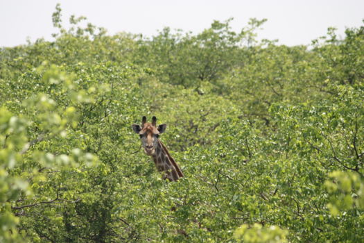 Rondreis van Johannesburg naar Kaapstad - Joehoe!!