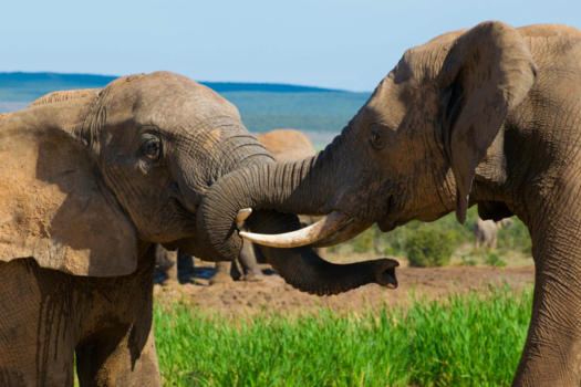 Addo Elephant National Park - Olifantenpret in Addo