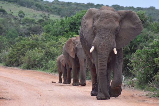 Addo Elephant National Park - Olifanten familie op de weg!