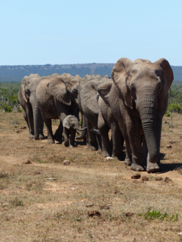 Addo Elephant National Park - A stroll to a waterhole