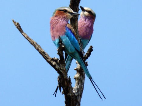 Krugerpark - Lilac-breasted roller