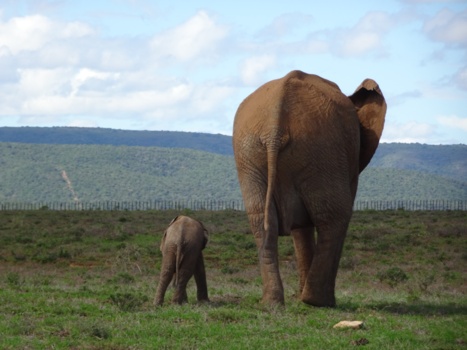 Rondreis Zuid-Afrika in drie weken - Eerste wandeling met moeder