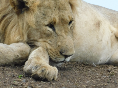 Rondreis Zuid-Afrika in drie weken - Ik ben ook zo moe