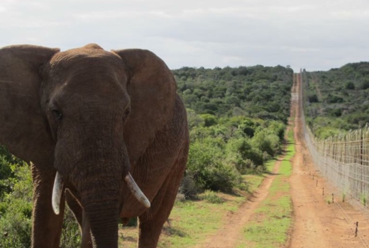 Addo Elephant National Park - pad naar het onbekende.