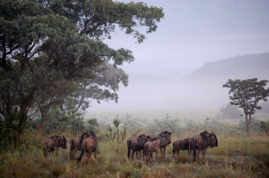 Johannesburg - Ochtend safari Entabeni ~ Johannesburg ~ schilderachtig