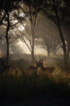 Johannesburg - Ochtend safari Entabeni ~ Johannesburg ~ ochtendgloren