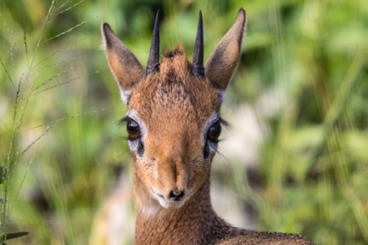 Krugerpark - Wimpers