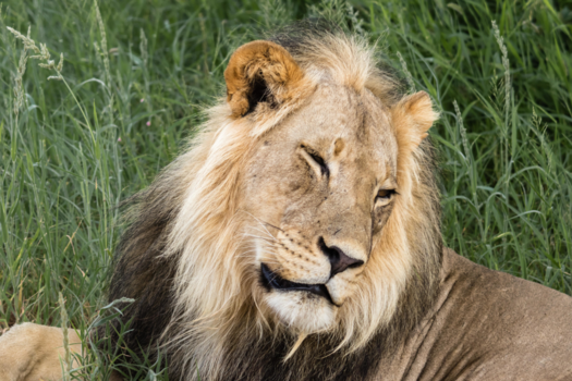 Krugerpark - Geef me wat rust