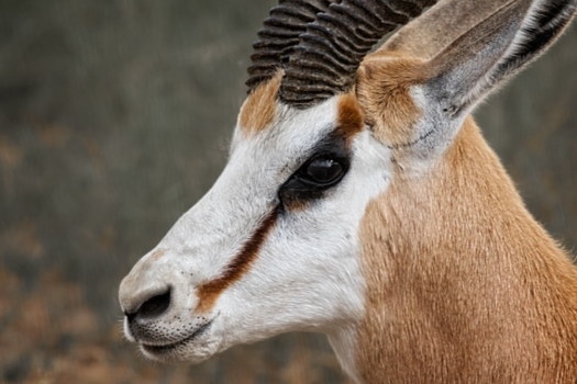 Krugerpark - Springbok