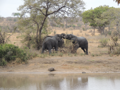 Rondreis van Johannesburg naar Kaapstad - Van kleins af aan