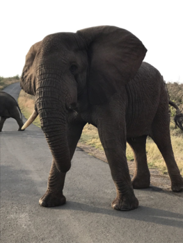 Krugerpark - Dit is Zuid-Afrika