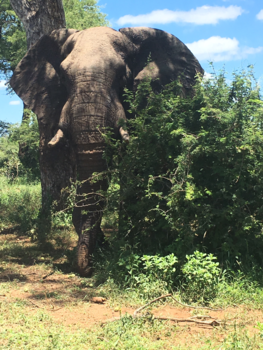 Krugerpark - Krugerpark Zuid-Afrika