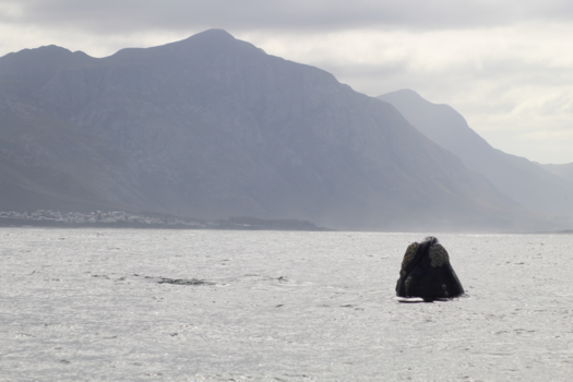 Hermanus - Up in the morning